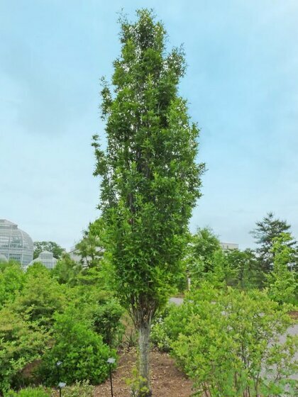 Dub bahenní Green Pillar, 300/+cm, v květináči Quercus palustris Green Pillar
